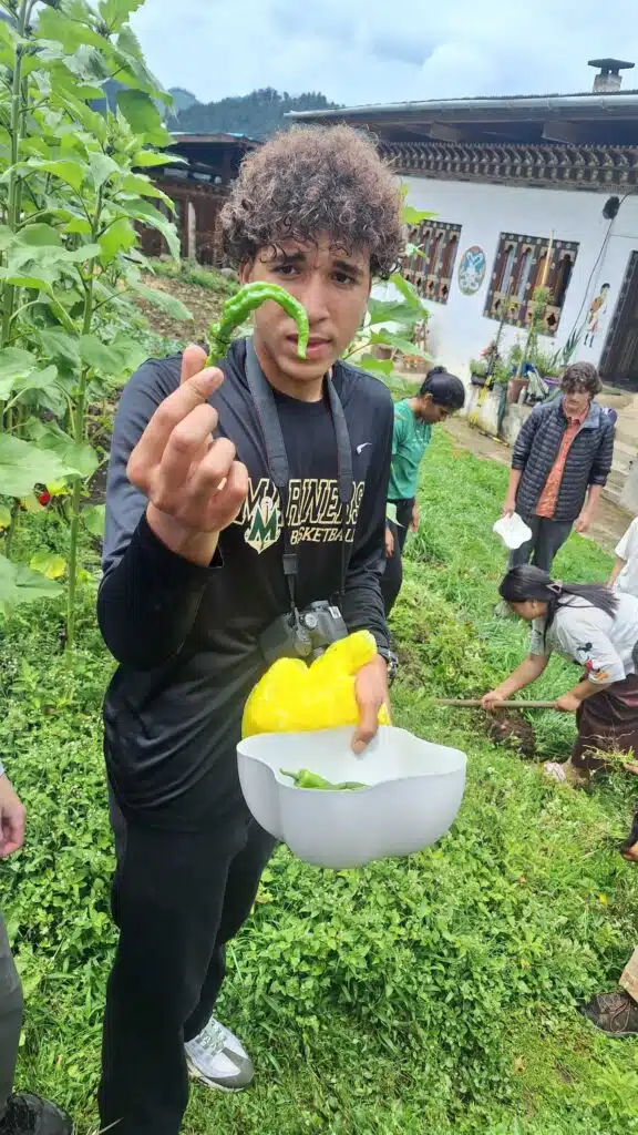 person picking chilis