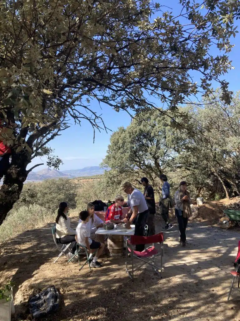 people picking olives