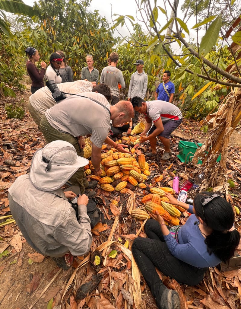 group picking fruit in forest