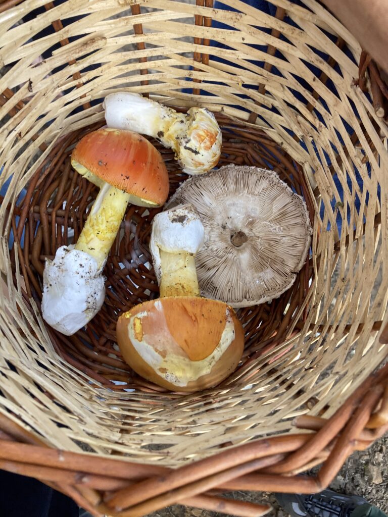 mushrooms in wicker basket