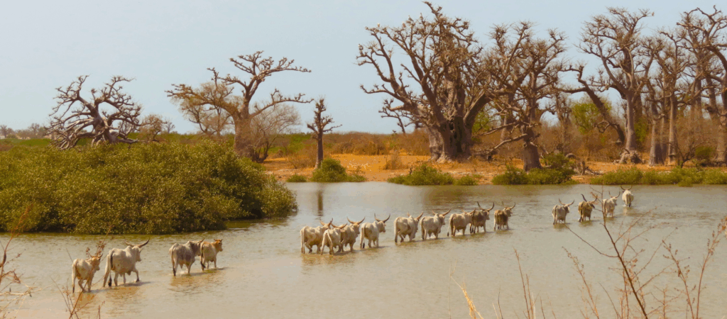 cattle crossing river in a line