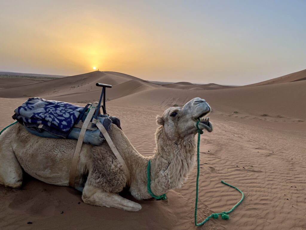 camel sitting on sand dunes