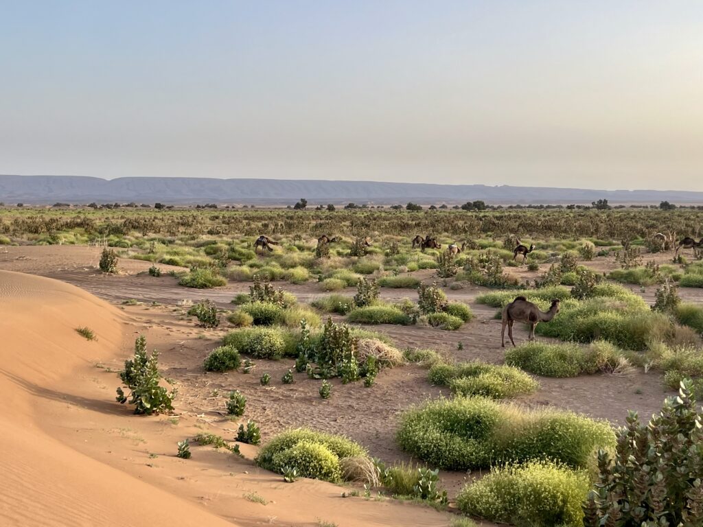 camels wandering in bushes by sand dunes