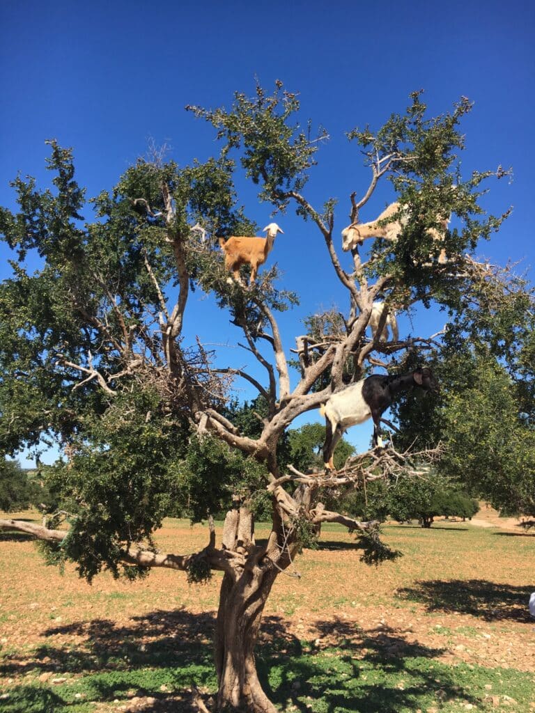 goats in trees