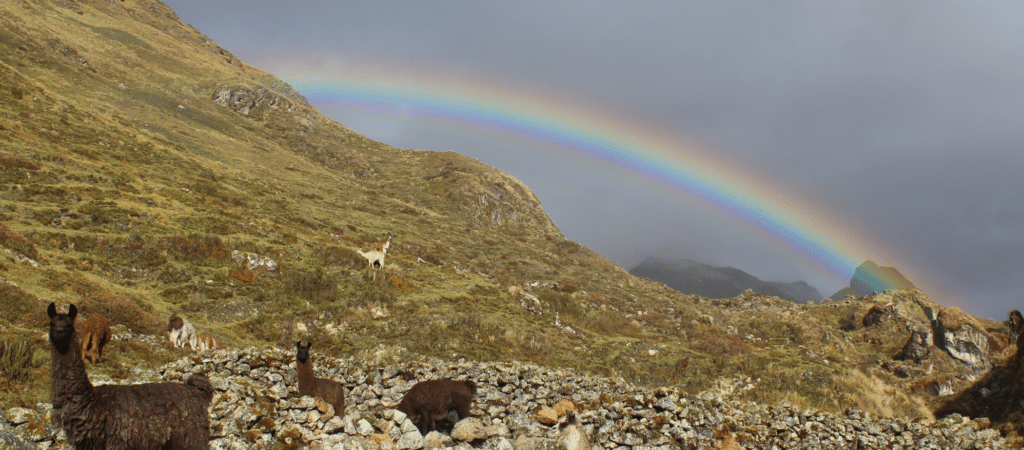 llamas on hillside with rainbow