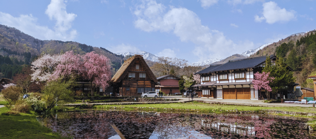 two houses with pink cherry blossom trees, blue sky, and reflective pond in the front