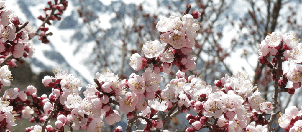 cherry blossoms in full bloom