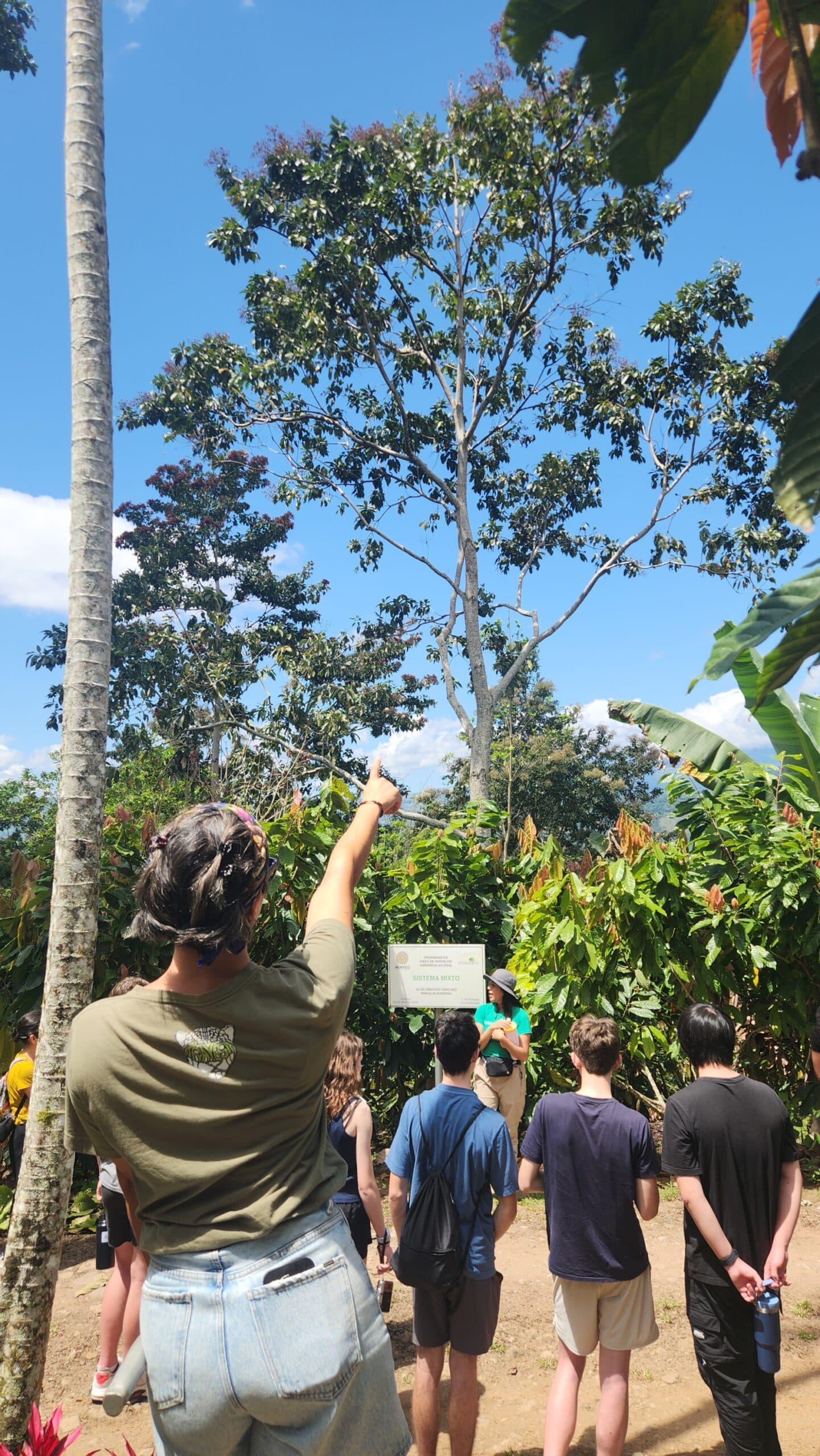 person pointing at sloth in tree