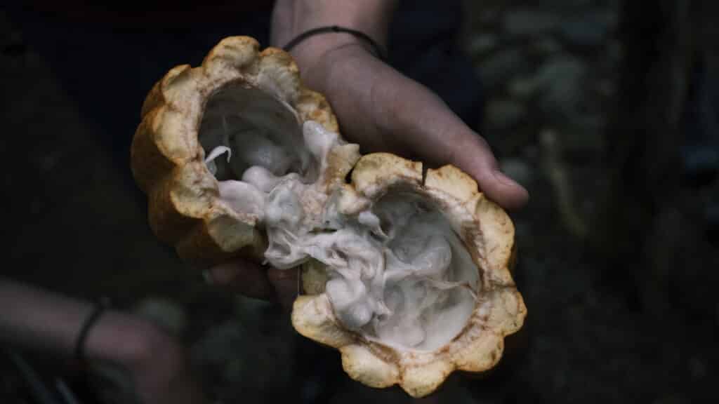 gooey insides of fruit