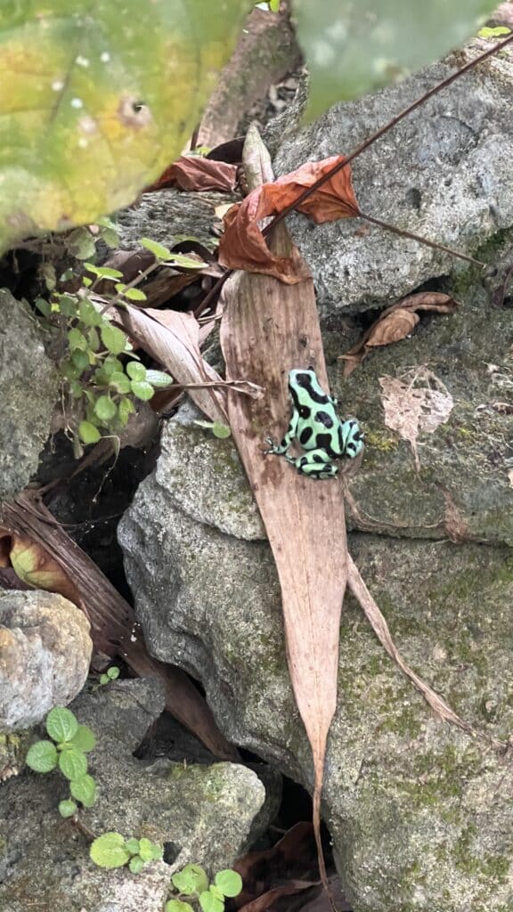 bright green frog with black markings